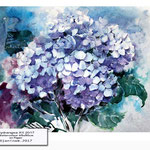 Hydrangea XII 2017 / Watercolour 65x50cm on Paper © janinaB. 2017