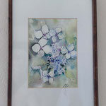 Hydrangea III 2022 (O3) 20 x30cm / Watercolour by ©janinaB.