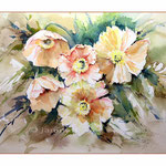 Papaver (18) / Watercolour 23x31cm