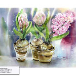 hyacinth  (10) / Watercolour 30x40cm on Fabriano CP © janinaB. 2017