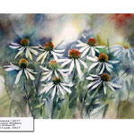 Echinacea I 2017 (18) / Watercolour 30x40cm on Arches CP © janinaB. 2017