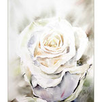 weisse Rose I (O1) / Watercolour 15x20cm
