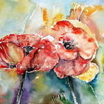 Mohn (O1) / Watercolour 18x25cm