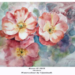 Roses II 2018 (21) /  30x40cm Watercolour by ©janinaB.