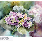 hydrangea I 2017 (18) / Watercolour 30x40cm on Arches CP ©janinaB.2017