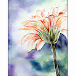 Gerbera (O1) / Watercolour 15x20cm