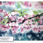 cherry blossom II 2017 (18) / Watercolour 30x40cm on Arches CP © janinaB. 2017