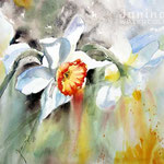 Daffodils II 2020 (28) / 30x40cm  Watercolour by ©janinaB.
