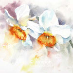 Daffodils IV 2021 (O1) 18x24cm / Watercolour by ©janinaB. 