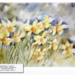 daffodils I 2017 (14) / Watercolour 30x40cm on Fabriano CP © janinaB. 2017