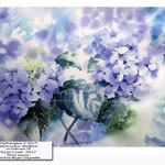Hydrangea V 2017 (10) / Watercolour 30x40cm on Fabriano CP © janinaB. 2017