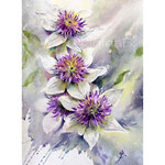 Clematis I 2022 (T1) 30x40cm / Watercolour by ©janinaB.