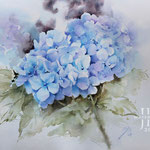 Hydrangea IV 2024 30x40cm / Watercolour by ©janinaB.