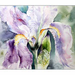Iris (15) / Watercolour 23x31cm