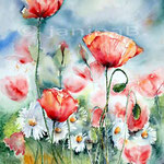Mohn und Margeriten (14) / Watercolour 30x40cm