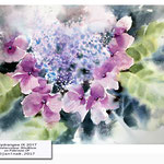 Hydrangea IX 2017 (10) / Watercolour 30x40cm on Fabriano CP © janinaB. 2017