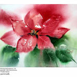 Weihnachtsstern II (9) / Aquarell 30,5x23cm auf Fabriano © janinaB.