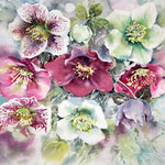 Helleborus I 2021 (32) 30x40cm / #Watercolour by ©janinaB. 