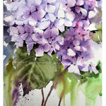 Hydrangea IV 2017 (O1) / Watercolour 20x29cm on Fabriano CP © janinaB. 2017