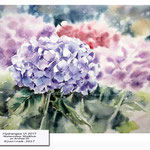 Hydrangea VI 2017  (10) / Watercolour 30x40cm on Arches CP © janinaB. 2017