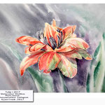 Tulip I 2017 (20) / Watercolour 30x40cm Photo source: Botanicaetcetera  Instagram © janinaB. 2017