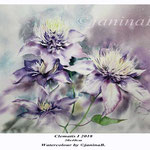 Clematis I 2018 (21) / 30x40cm Watercolour by ©janinaB.