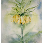 gelbe Kaiserkrone (8) / Watercolour 30x40cm