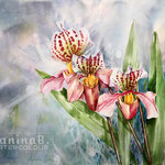 Orchid I 2020 (nicht verfügbar) / 55x75cm Watercolour by ©janinaB.