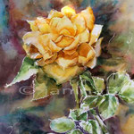gelbe Rose (21) / Aquarell 30x40cm