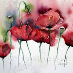Mohn (15) / Watercolour 23x31cm © janinaB. 2015