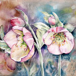 Helleborus I 2022 (30) 30x40cm / Watercolour by ©janinaB.