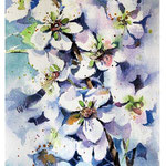 cherry blossom I 2017 (O1) / Watercolour 15x20cm on Fabriano CP © janinaB. 2017