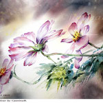 Cosmea I 2018 (20) / 30x40cm Watercolour by ©janinaB.