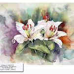 Lilies II 2017 (10) / Watercolour 30x40cm on Arches CP © janinaB. 2017