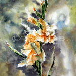 gelbe Gladiole (15) / Aquarell auf Arches satiniert 30x40cm