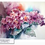 Hydrangea VII 2017 (10) / Watercolour 30x40cm on Arches CP © janinaB. 2017