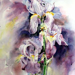 Iris (14) / Aquarell 30x40cm