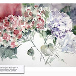 Hydrangea XIV 2017 (21) / Watercolour 30x40cm © janinaB. 2017