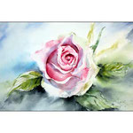 pink rose (O1) / Watercolour 20x31cm