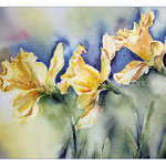 Osterglocken III (17) / Watercolour 21x29cm