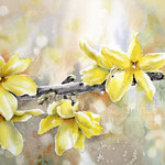 forsythia I 2021 (32) 30x40cm / Watercolour by ©janinaB. 