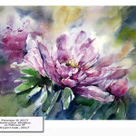Peonies III 2017 (9) / Watercolour 30x40cm on Fabriano CP © janinaB. 2017