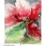 Poinsettie I 2017 (O1) / Watercolour 15x20cm © janinaB. 2017