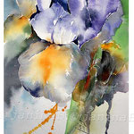 Iris I 2017 (14) / Watercolour 20x30cm on Fabriano CP © janinaB. 2017
