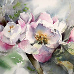 Appleblossom I 2022 (O3) 20x30cm / Watercolour by ©janinaB.