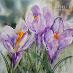 Crocuses I 2020 (28) / 30x40cm Watercolour by ©janinaB.