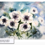 Anemones IV 2017 (21) / Watercolour 30x40cm © janinaB. 2017
