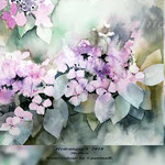 Hydrangea V 2018 (21) / 30x40cm Watercolour by ©janinaB.