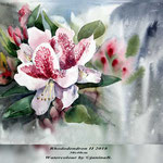Rhododendron II 2018 (22) / 30x40cm Watercolour by ©janinaB.
