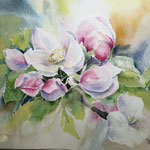 apple blossom I 2021 (30) 30×40cm / Watercolour by ©janinaB. 